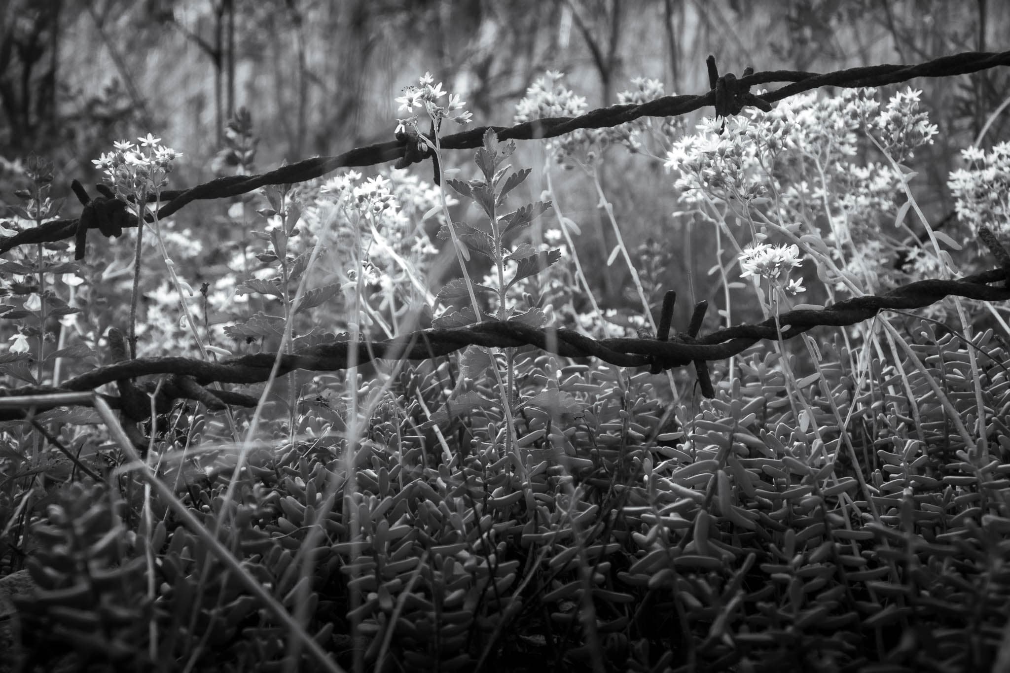 Bg8 - black-and-white